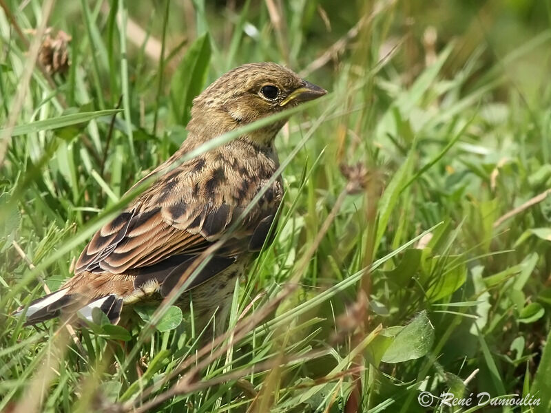 Bruant jaunejuvénile, identification