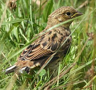 Yellowhammer