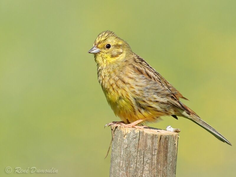 Bruant jauneadulte, identification