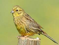 Yellowhammer