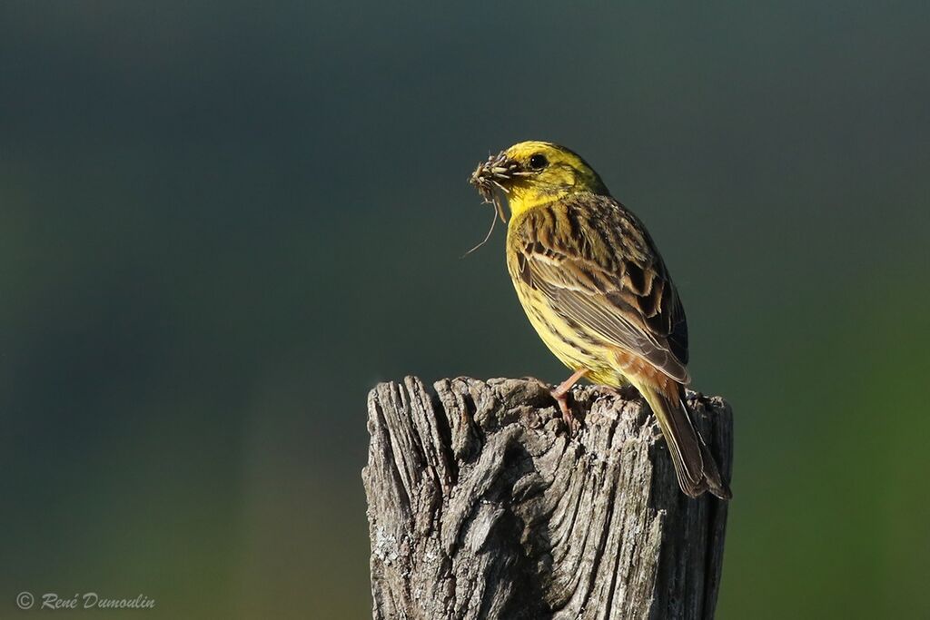 Bruant jaune mâle adulte nuptial, régime