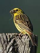 Yellowhammer