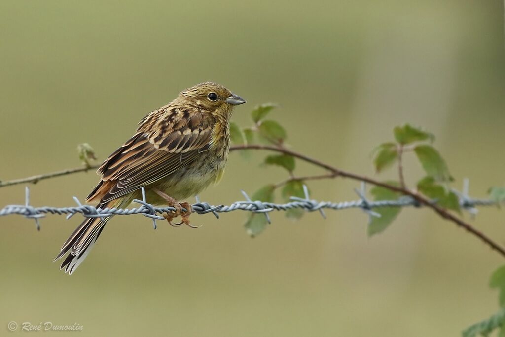 Bruant jaune1ère année, identification