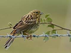 Yellowhammer