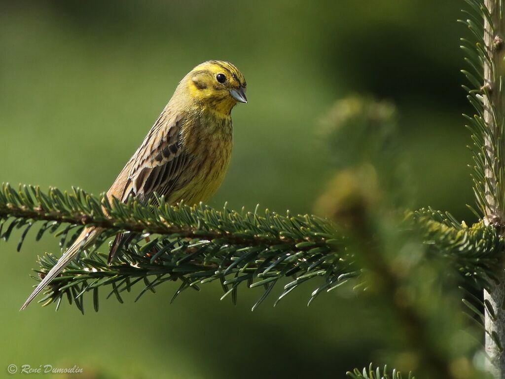 Bruant jaune mâle adulte nuptial, identification