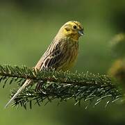 Yellowhammer