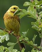 Yellowhammer