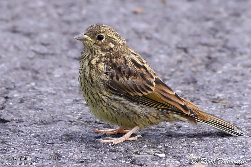 Bruant jaunejuvénile, identification