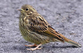 Yellowhammer