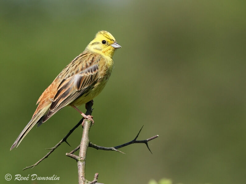 Bruant jaune mâle adulte, identification