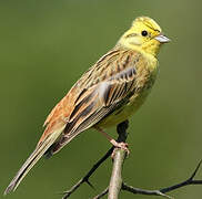 Yellowhammer