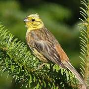 Yellowhammer