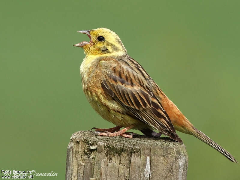 Bruant jaune mâle adulte nuptial, chant