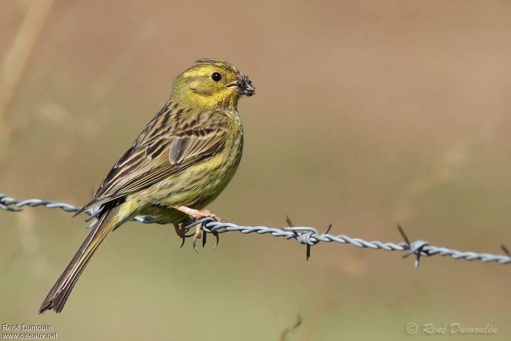 Bruant jaune femelle adulte, régime