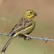 Yellowhammer