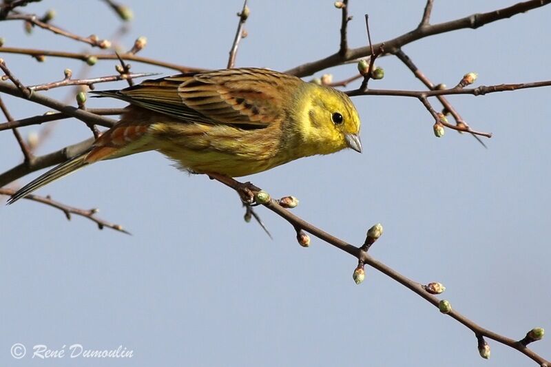 Bruant jaune mâle adulte, identification