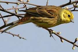 Yellowhammer