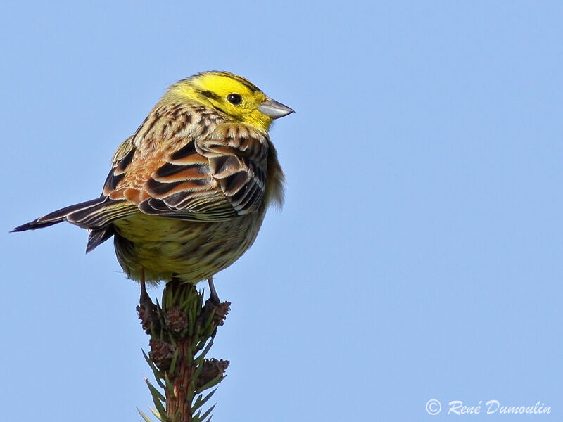 Bruant jaune mâle adulte nuptial, identification