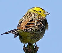 Yellowhammer