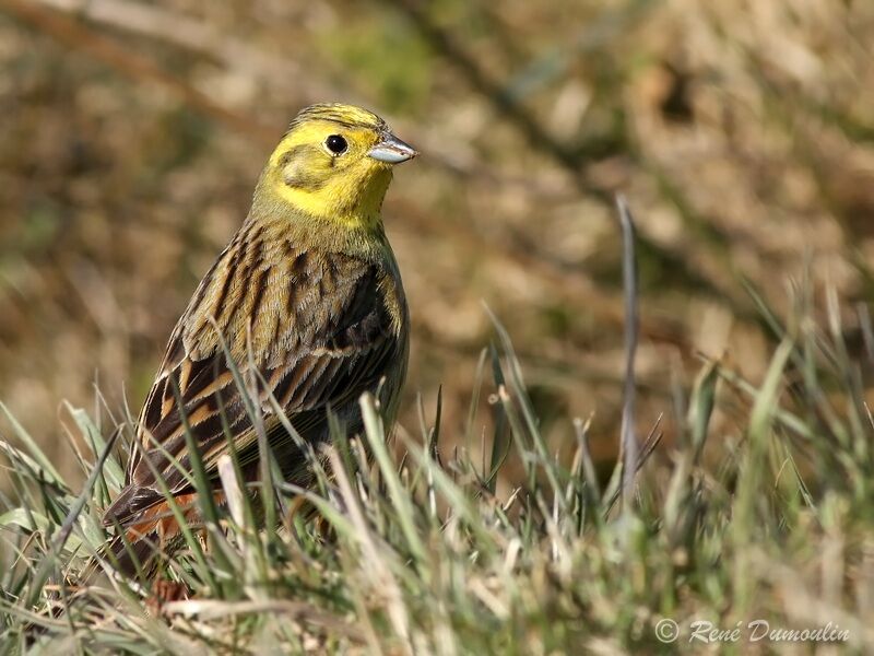 Bruant jaune mâle adulte nuptial, identification