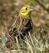 Yellowhammer