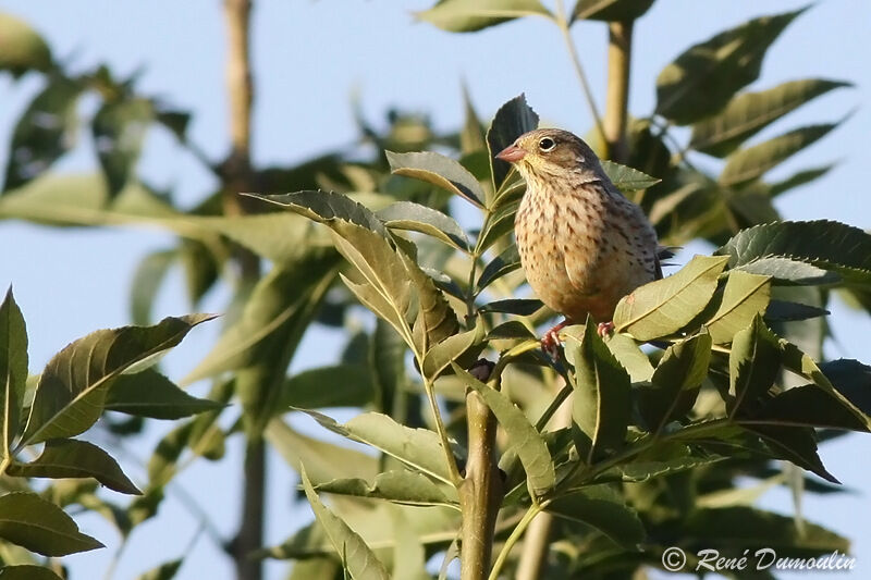 Bruant ortolanjuvénile, identification