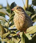 Ortolan Bunting