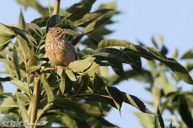 Bruant ortolan femelle adulte, identification