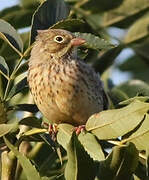 Ortolan Bunting