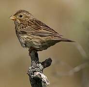 Corn Bunting