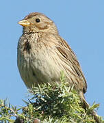 Corn Bunting