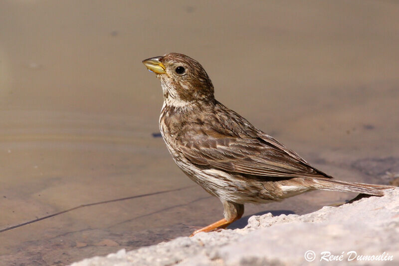 Corn Buntingadult, identification