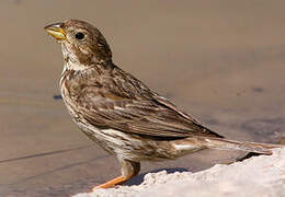 Corn Bunting