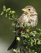 Corn Bunting