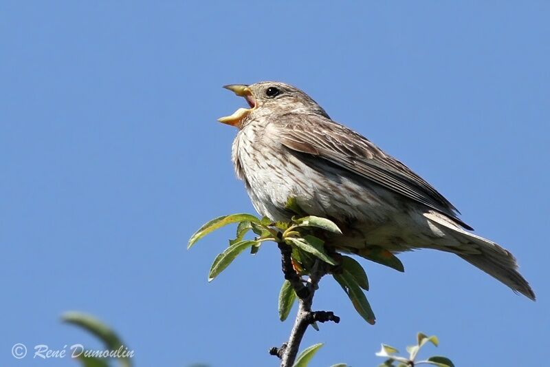 Corn Bunting male adult, identification