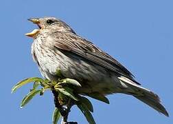 Corn Bunting