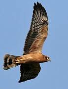 Montagu's Harrier