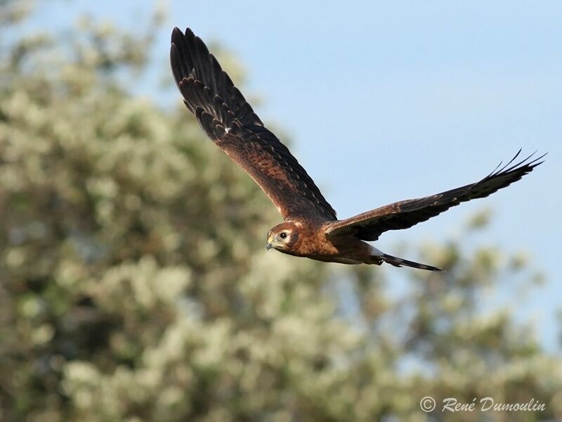 Montagu's Harrierjuvenile, Flight