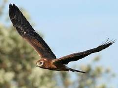 Montagu's Harrier