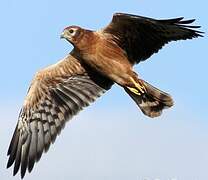 Montagu's Harrier