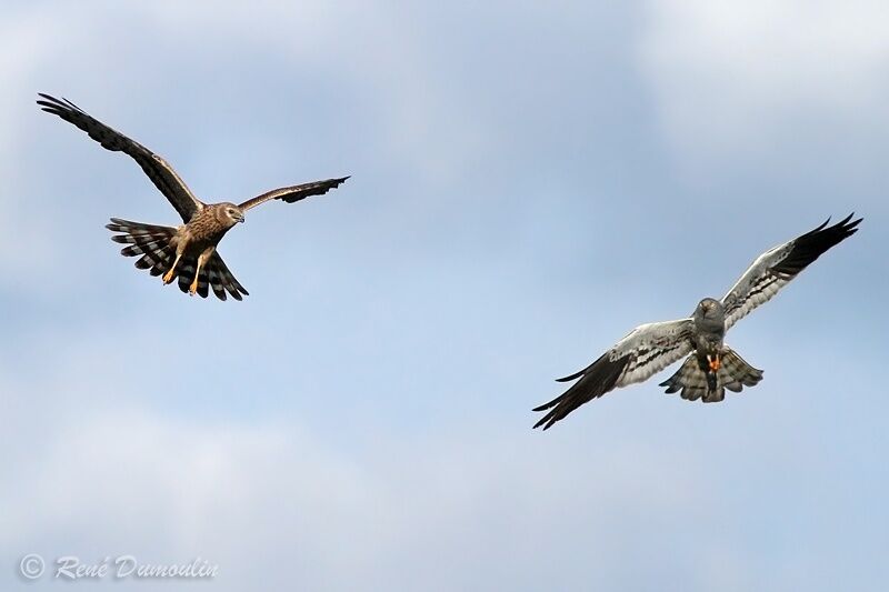 Montagu's Harrier , identification, Behaviour