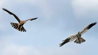 Montagu's Harrier