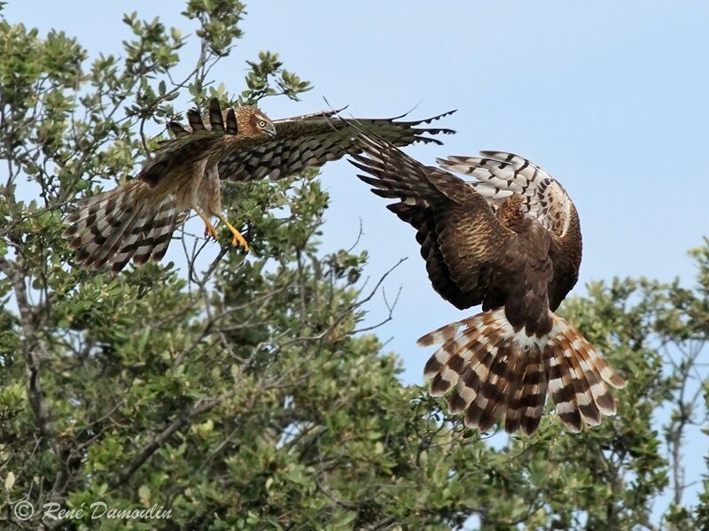 Montagu's Harrier female adult, Flight