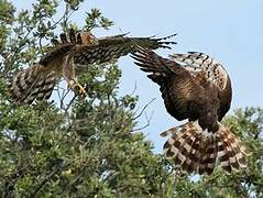 Montagu's Harrier