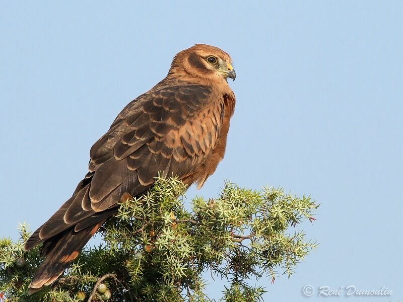 Montagu's Harrierjuvenile, identification