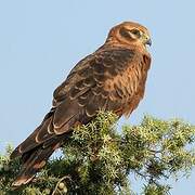 Montagu's Harrier