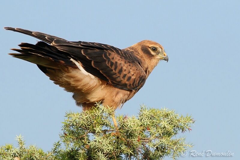 Montagu's Harrierjuvenile, identification