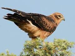 Montagu's Harrier