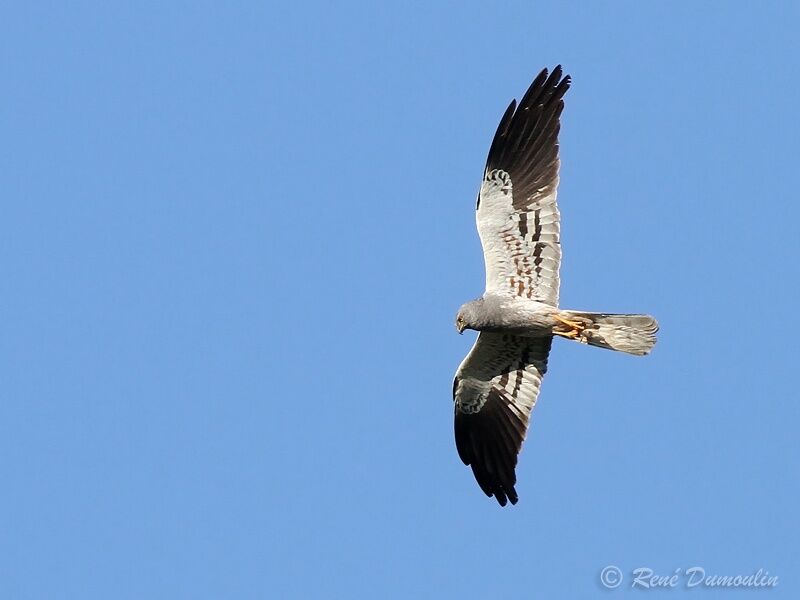 Montagu's Harrier male adult, identification