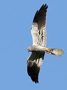 Montagu's Harrier